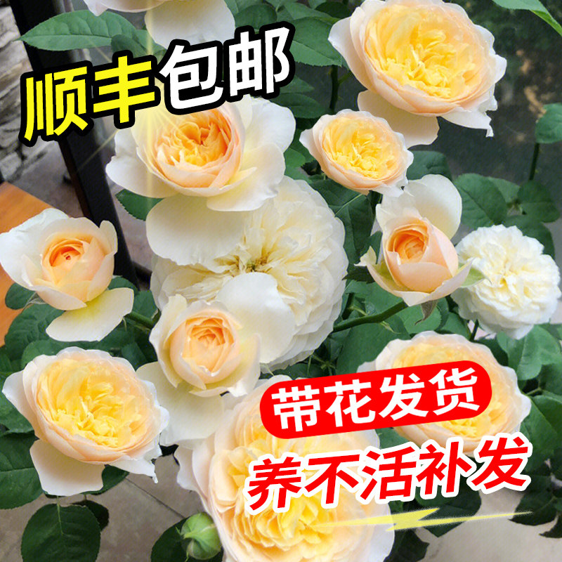 速发【朱丽瑰】浓香栽花玫叶苗台四季开盆切花卉月季花苗特大花植