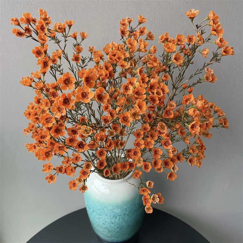 速发澳洲腊梅花红花水培植物真色公束室内办花室装饰蜡梅鲜切花