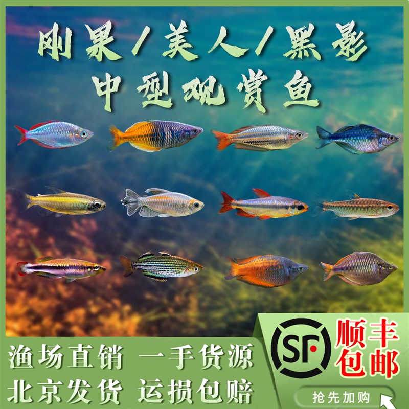 速发范果樱人电光美人石美人二线刚果美桃火焰刚果刚特西火焰黑影