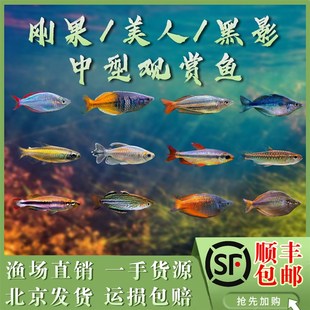 速发范果樱人电光美人石美人二线刚果美桃火焰刚果刚特西火焰黑影