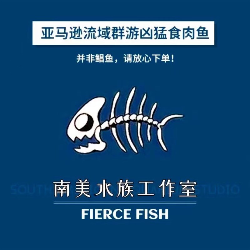 速发南美凶鱼猛观水肉食性追鱼淡赏鱼小精灵鱼好养易活