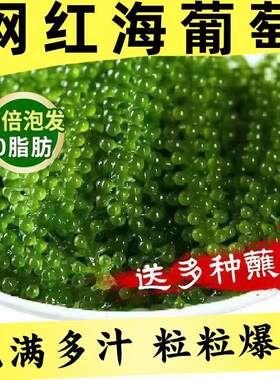新鲜海葡萄即食海藻长寿菜海带寿司绿色鱼子酱100克