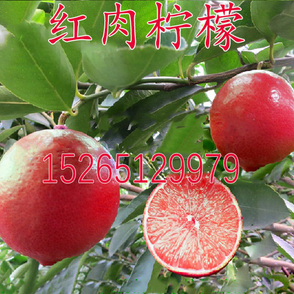 台湾红皮红肉柠檬苗 盆栽四季柠檬苗 红肉柠檬树苗当年开花结果苗
