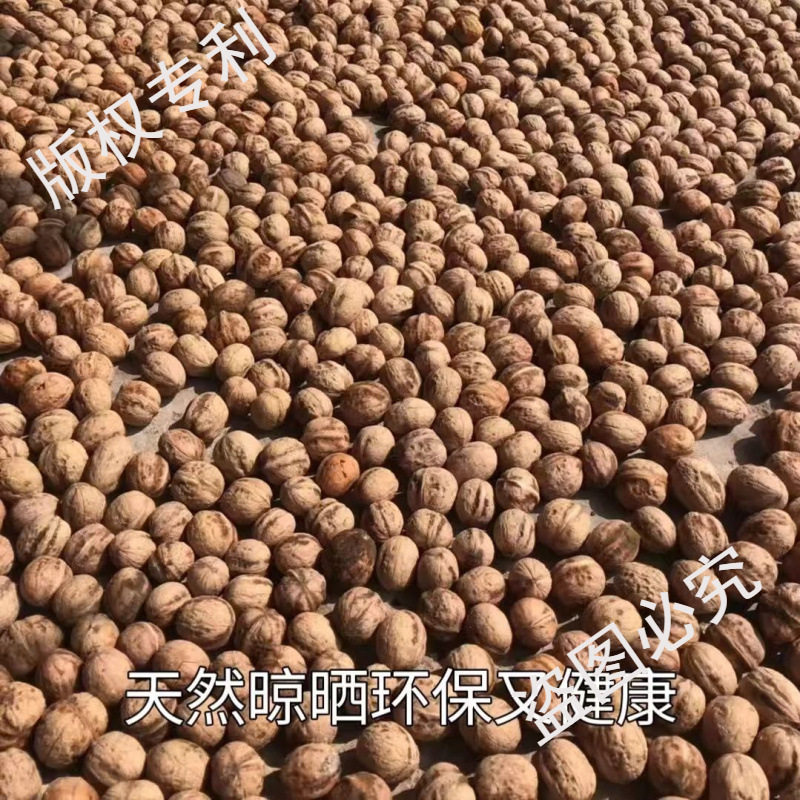 陕西商洛山核桃5斤秦岭野生厚皮核桃老品种2024年新货老树笨核桃
