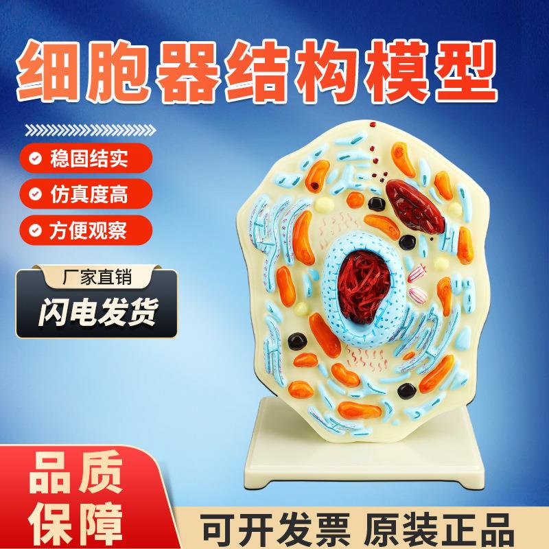 3216-1动物细胞模型小型 中学生物细胞解剖教学器材 科教仪器