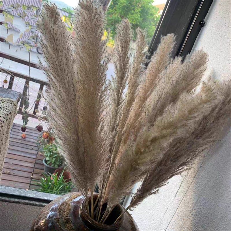 天然网红大芦苇干花艺术创意家居婚礼摆设装饰拍摄道具.永生拂尘,家装主材,角阀,淘宝优惠券,粉丝福利购,淘宝优惠卷