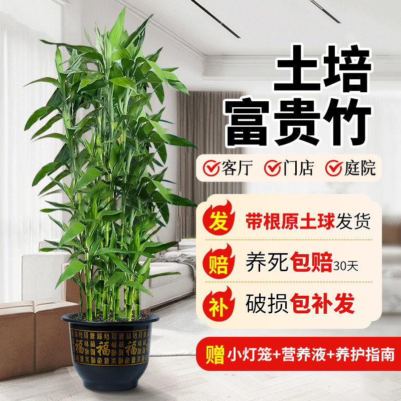 富贵竹植物客厅招财土培大盆栽节节高粗杆带根植物绿竹室内好养活