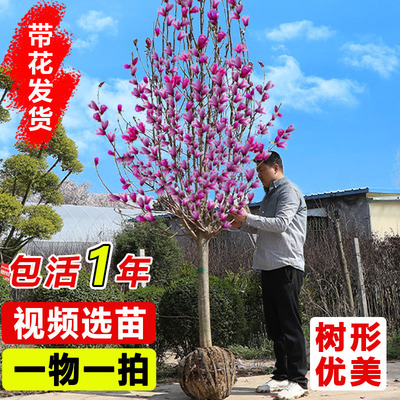 玉兰花苗红白黄紫玉兰树苗庭院室内外绿化耐寒花卉盆栽植物广玉兰