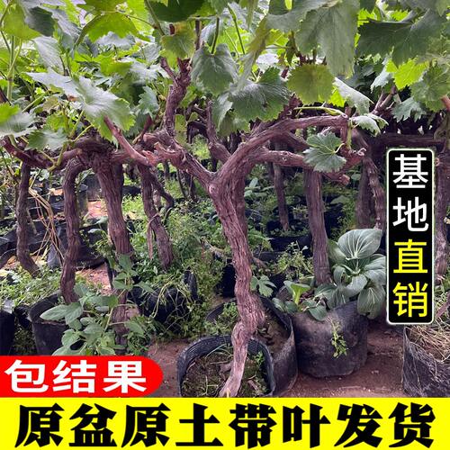 葡萄树苖无籽阳光玫瑰蓝宝石葡萄