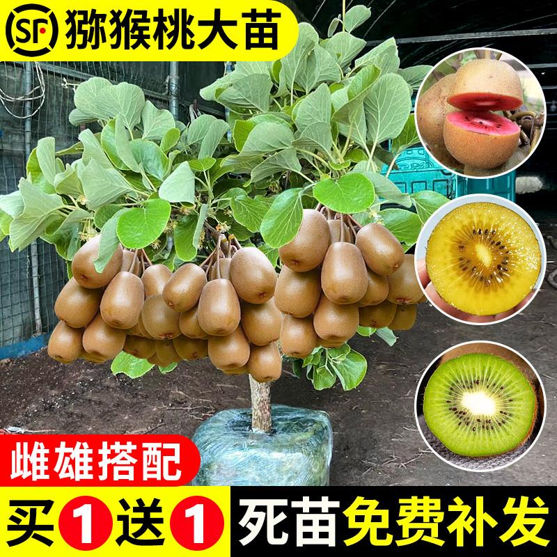 猕猴桃树果苗红心徐香软枣猕猴桃树苗南北方种植嫁接果树当年结果图片