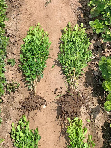 小叶黄杨苗瓜子黄杨苗法国冬青苗