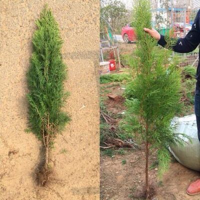 侧柏树苗 扁侧柏树 松柏树苗 庭院绿化侧柏叶 柏树绿化苗木