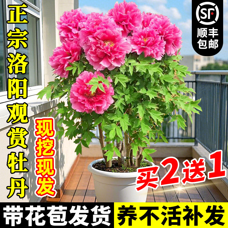 牡丹花树苗盆栽大苗洛阳正宗带花苞牡丹花种四季重瓣花卉牡丹花苗
