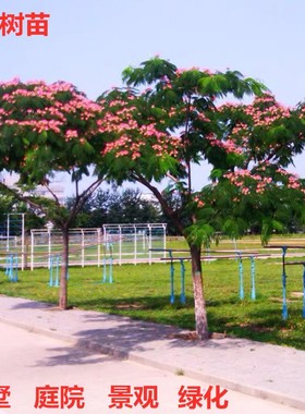 合欢树苗合欢苗绒花树苗芙蓉花树苗庭院盆栽合欢花苗绿化工程树苗
