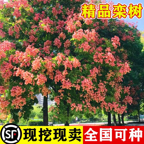 栾树树苗庭院工程园林绿化木行道风景大树四季种植南北方耐寒乔木