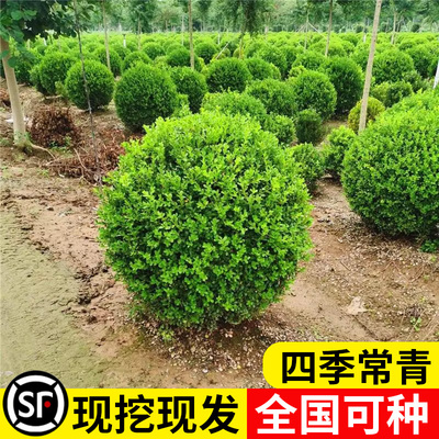 小叶瓜子黄杨球树苗大叶黄杨庭院耐寒四季常青绿化篱笆植物冬青球