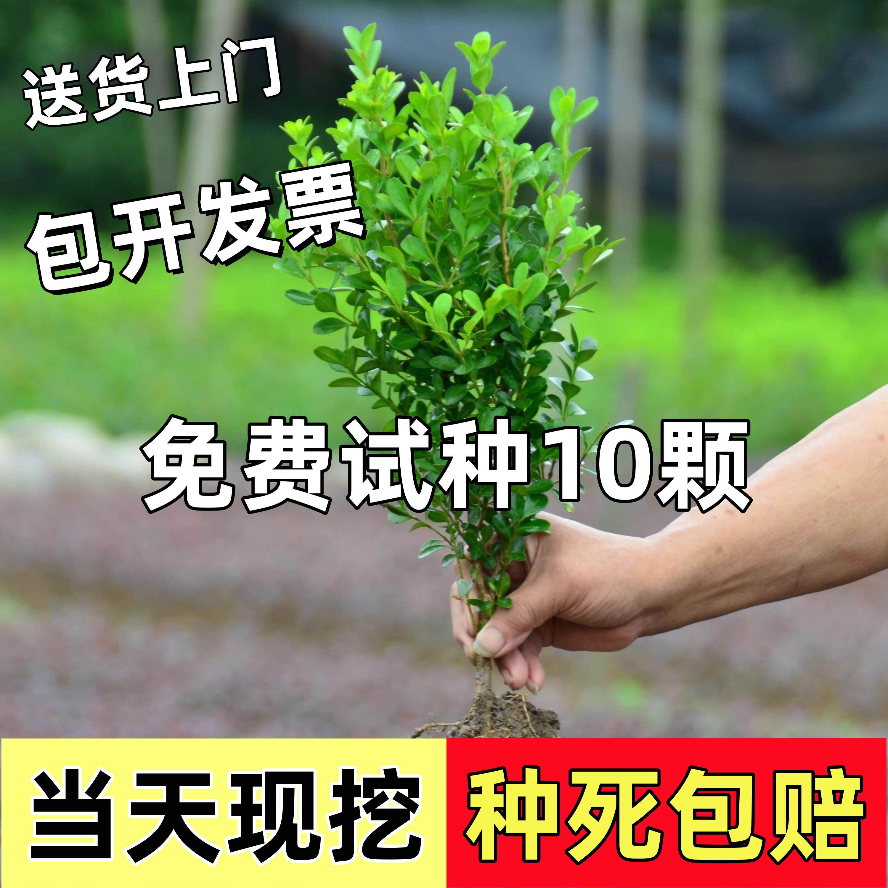 小叶黄杨苗瓜子黄杨苗法国冬青苗冬青苗金边黄杨庭院绿篱树苗