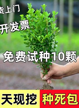 小叶黄杨苗瓜子黄杨苗法国冬青苗冬青苗金边黄杨庭院绿篱树苗