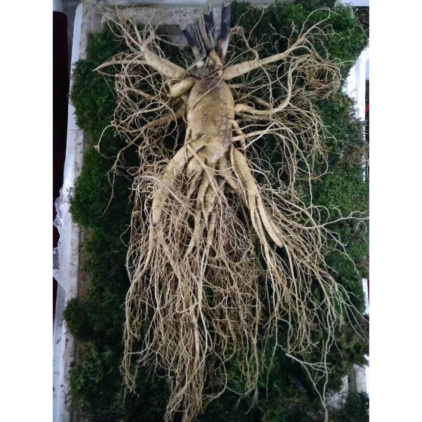 长支白山东北新鲜人参15年单斤非1林山下参野参特大鲜NWE人鲜参包