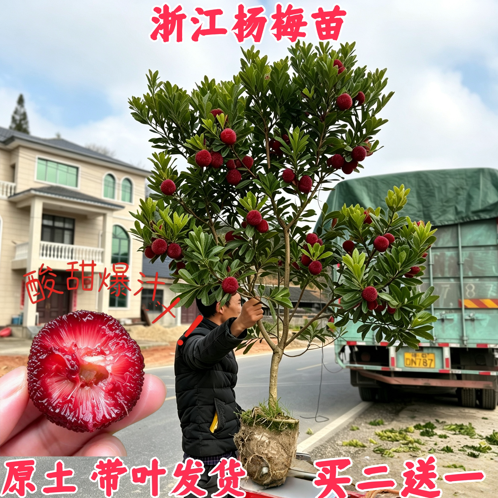 浙江正宗东魁特大杨梅树苗嫁接苗大果水果树苗果苗南方种植盆栽