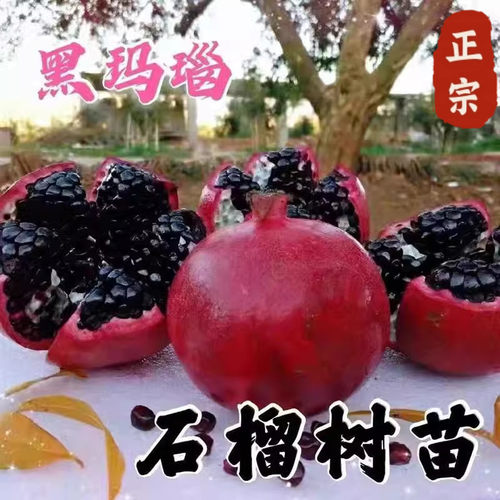 玛瑙石榴树果苗南北方庭院地栽种植特大四季阳台盆栽带土当年结果