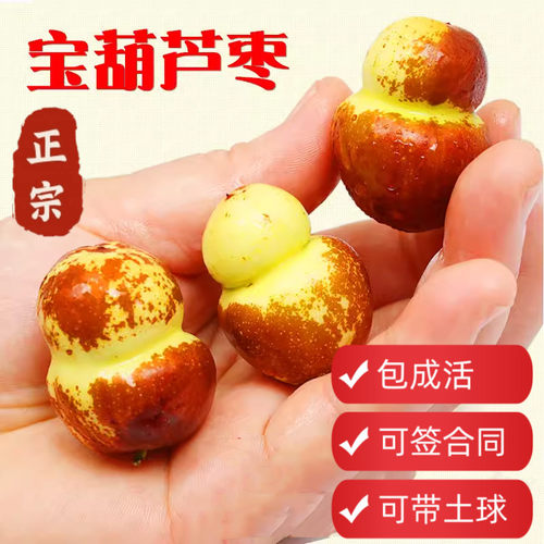 顺丰包邮葫芦枣带土球包活