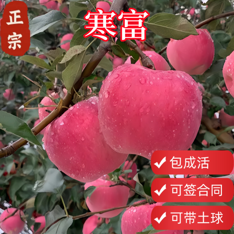 顺丰包邮寒富苹果带土球图片