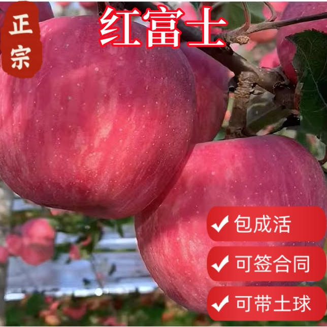 顺丰包邮红富士苹果树带土球图片