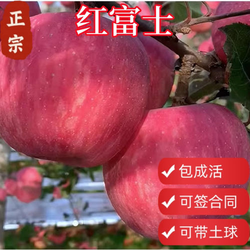 顺丰包邮红富士苹果树带土球
