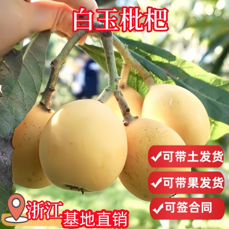 白玉枇杷带土球包活当年结果