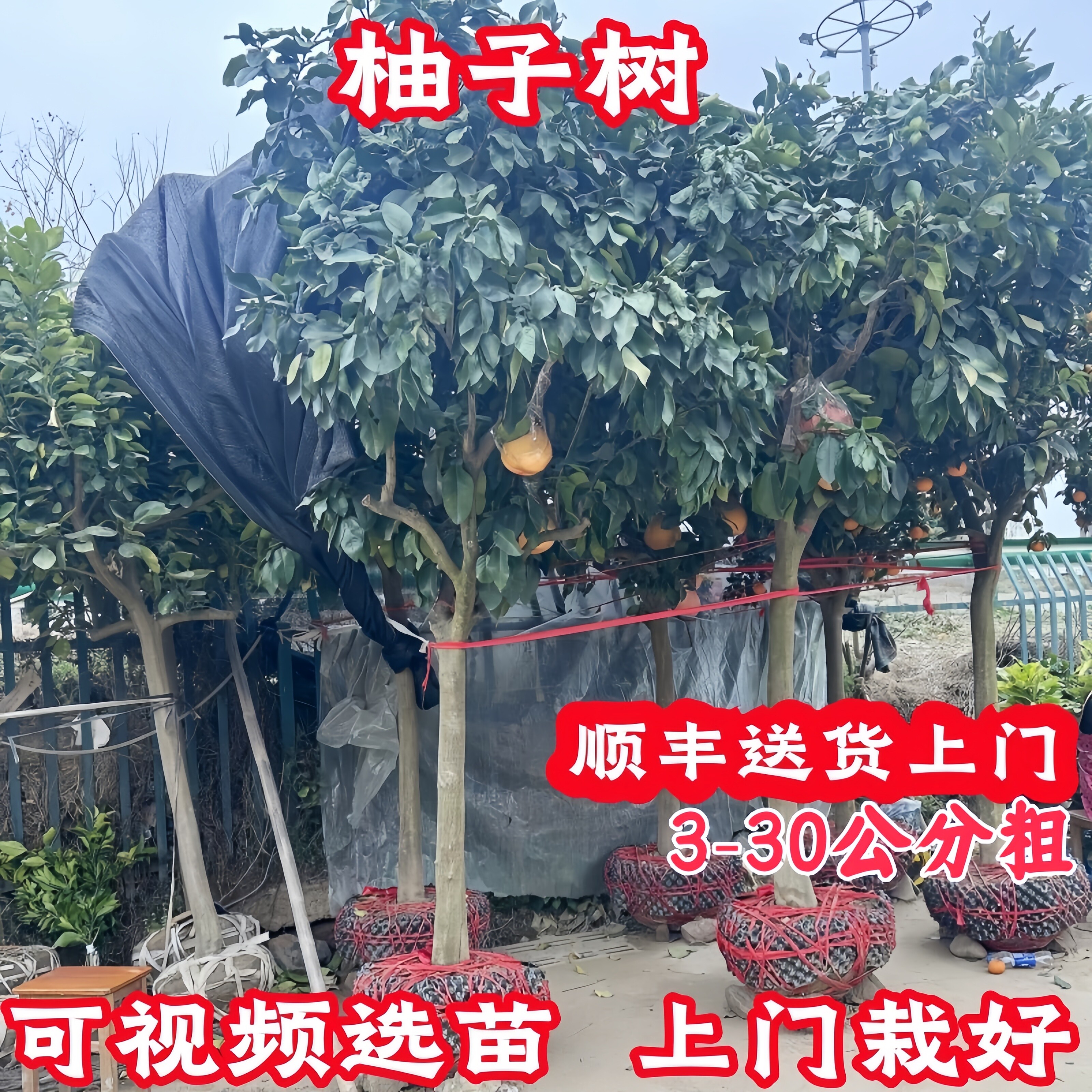 顺丰包邮柚子树苗视频选包活带果图片