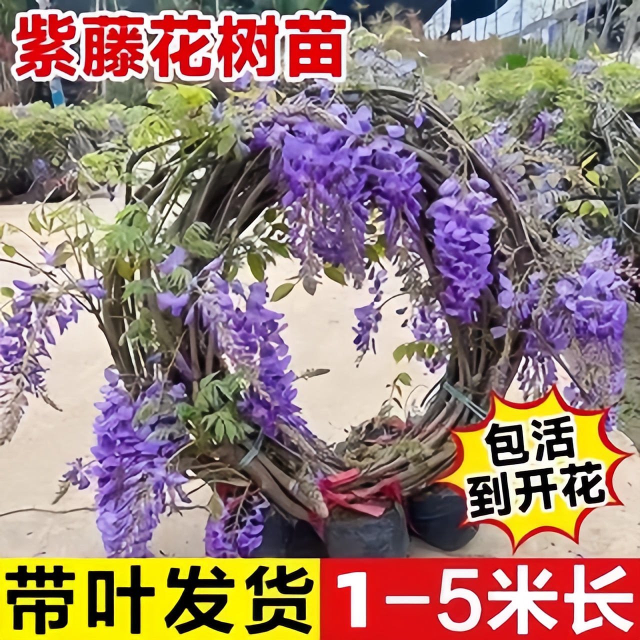 紫藤花苗庭院阳台围墙爬藤植物长穗多花老桩树苗室外耐寒四季花卉