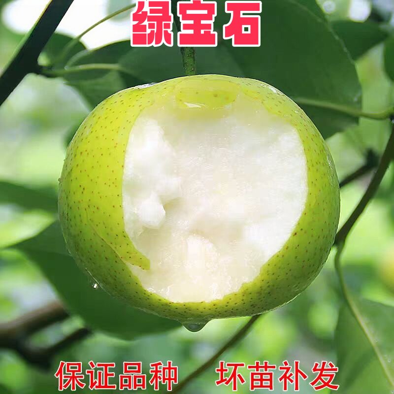 绿宝石梨树果苗秋月树苗嫁接特大树水果树苗盆栽大全南北方种植