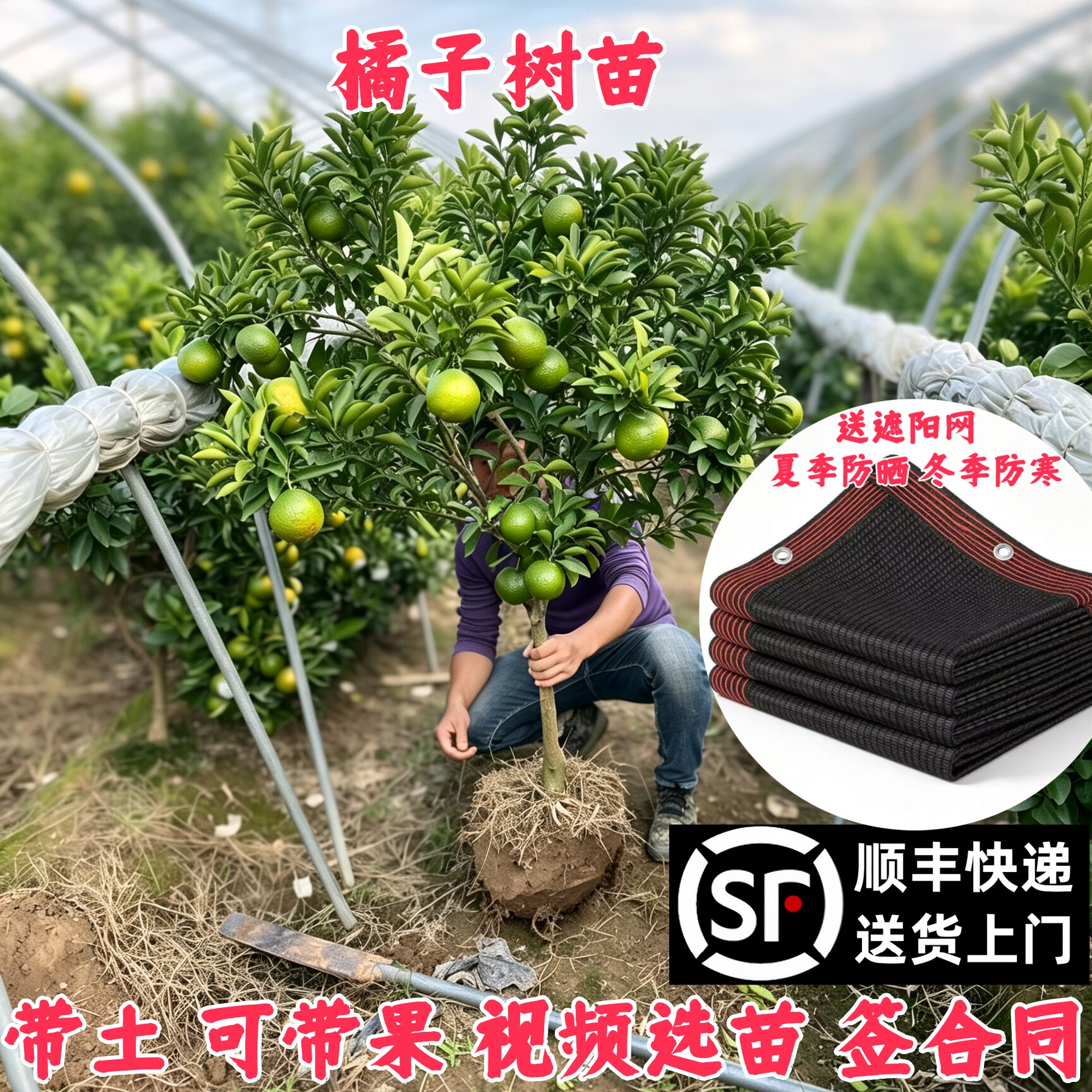 顺丰包邮橘子树带果视频选苗图片