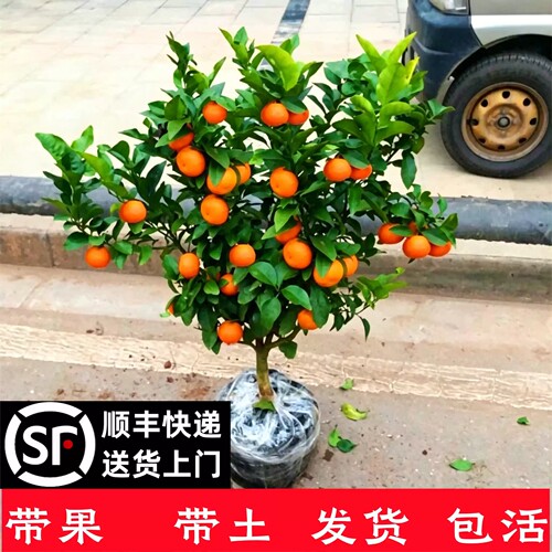 顺丰包邮砂糖橘树苗带土球
