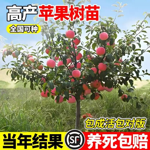 苹果树带土球包活当年结果
