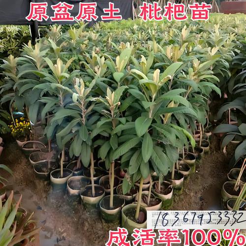 顺丰包邮枇杷树原盆原土当年结果