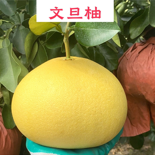 顺丰包邮文旦柚子树带土球包活