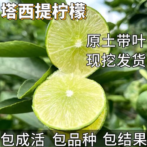 顺丰包邮塔希提无籽白柠檬树苗