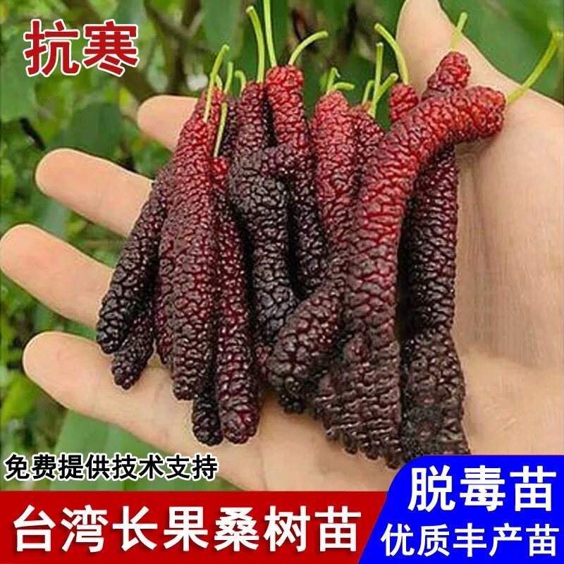 长果桑葚苗树苗台湾南北方庭院地栽种植嫁接四季阳台盆栽当年结果