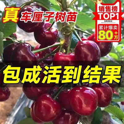 车厘子大樱桃带土球当年结果