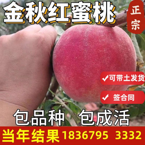 金秋桃树果苗带土球当年结果