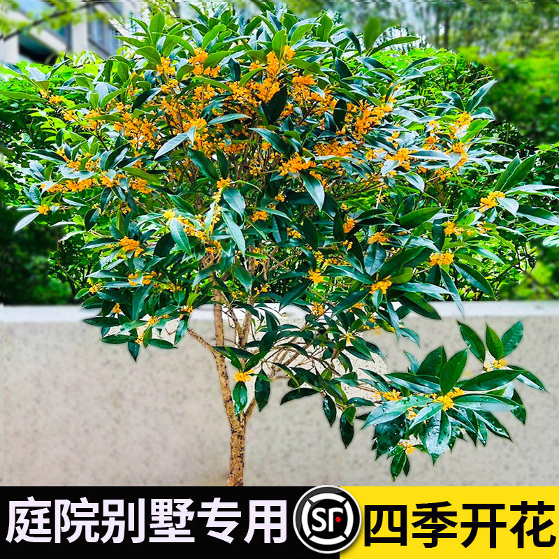 新品桂花树苗地栽四季浓香型桂花树金桂丹桂大树苗庭院植物开花卉