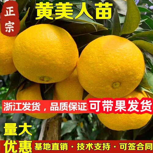 顺丰包邮黄美人带土球带果