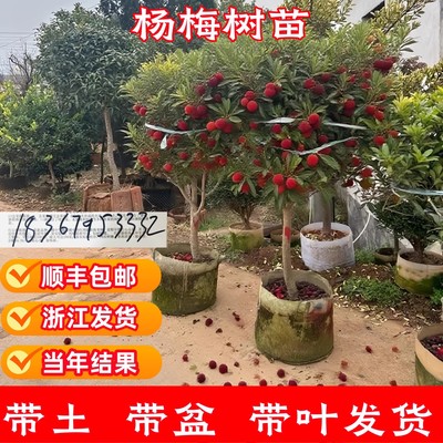 顺丰包邮杨梅树苗原土原杯包活
