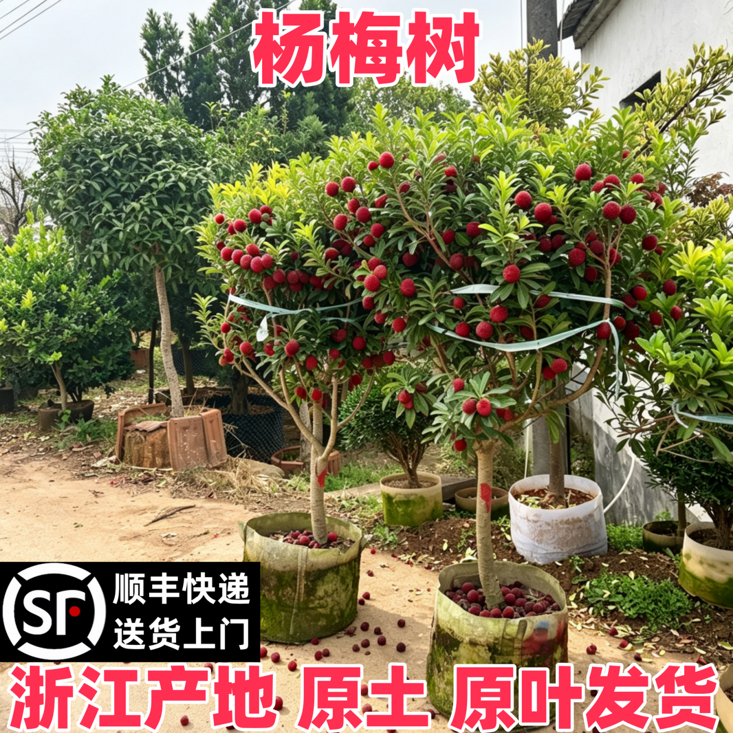 正宗浙江仙居特大东魁杨梅树树苗嫁接苗大果苗果树苗南方种植盆栽