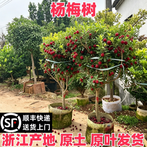顺丰包邮杨梅树苗原土原杯包活