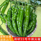 包邮 湘研55号微辣辣椒新鲜青椒皮薄肉厚长牛角椒农家自种应季 蔬菜