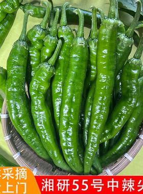 湘研55号微辣辣椒新鲜青椒皮薄肉厚长牛角椒农家自种应季蔬菜包邮