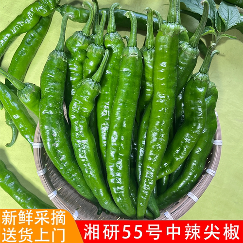 新鲜牛角椒农家自种微辣